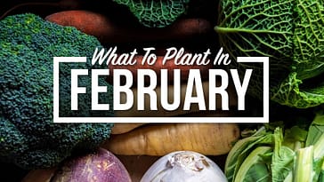 A Vegetable Gardener’s Guide To What to Plant In February