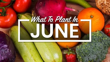 What To Plant In June: Sowing Summer Seeds And Sprouts