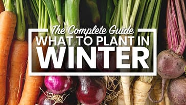 The Complete Winter Vegetables Chart: What To Plant In Winter
