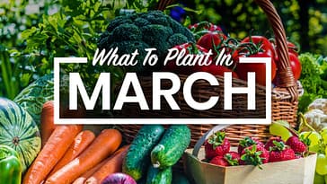 Greener By The Minute: A Guide To What To Plant In March