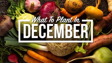 The Clever Homesteader’s Guide To What To Plant In December
