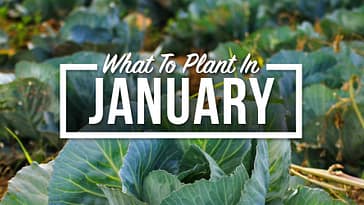 What To Plant In January: A Guide To Cold Weather Crops